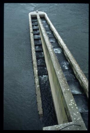 Fischpass Staustufe Müden/Mosel