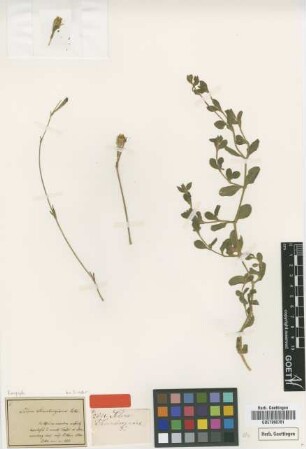 Silene thunbergiana Eckl. & Zeyh. ex Sond. [type]