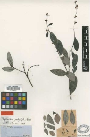 Phyllanthus pachystylus Urb. [isotype]