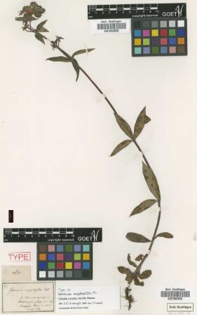 Gesneria oxyphylla DC. [type]
