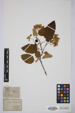 Solanum vespertilio Aiton
