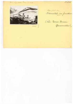 Alpenglöckchen. Reproduktion aus: Anton Kerner von Marilaun, Adolph Hansen "Pflanzenleben 1. Gestalt und Leben der Pflanze", 1896