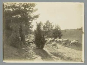 Sachsen. Schafherde