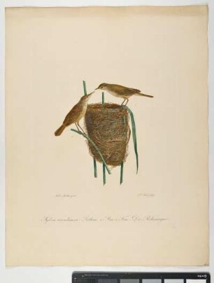 Sylvia arundinacea. Latham. 1. Mas. 2. Fem. Der Rohrsänger. - mas. fem. - Zeichner: Ambrosius Gabler; Stecher: Johann Carl Bock