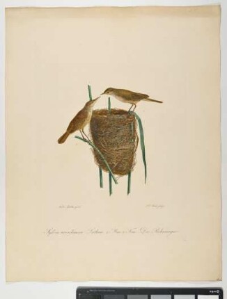 Sylvia arundinacea. Latham. 1. Mas. 2. Fem. Der Rohrsänger. - mas. fem. - Zeichner: Ambrosius Gabler; Stecher: Johann Carl Bock
