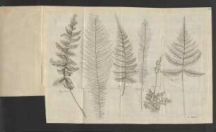 Fig. 111. - Fig. 114.