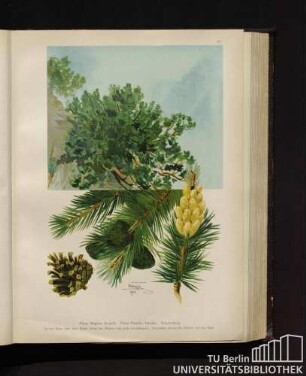 Pinus Mughus Scopoli. Pinus Pumilio Haenke. Krummholz.