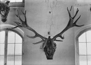 Moritzburg bei Dresden. Ehemliges Jagdschloss. Barockmuseum. Speisesaal. Fossiles Geweih eines 24-Enders (von vorn), Geschenk von Peter dem Großen