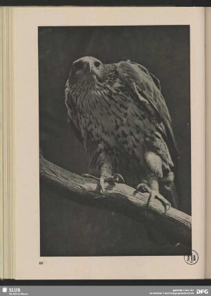 Habichtsadler