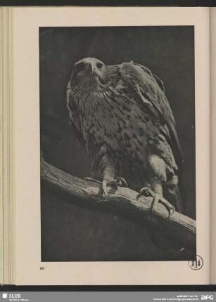 Habichtsadler
