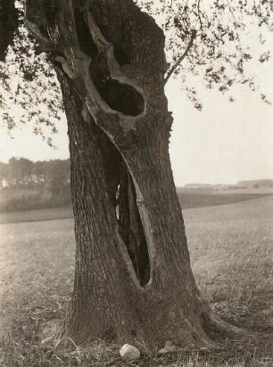 Dahlener Heide (östlich Schöna). Alter Birnbaum (Pyrus). Hohler Stamm