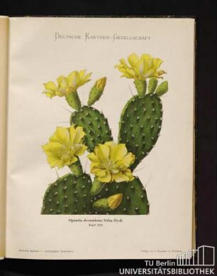 Tafel 132. Opuntia decumbens Salm-Dyck