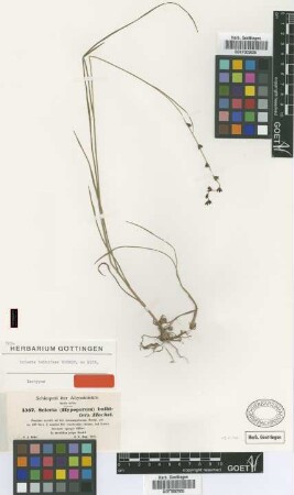Scleria bulbifera Hochst. ex A.Rich. [isotype]