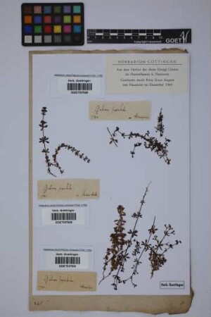 Galium saxatile L.