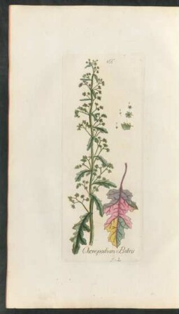 166. Chenopodium Botrys