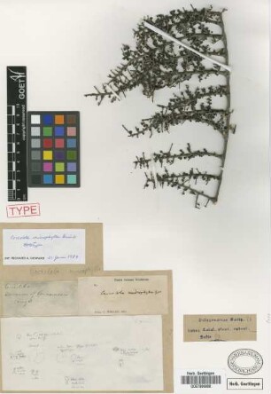 Coccoloba microphylla Griseb. [holotype]