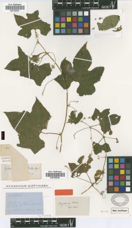 Cyclanthera grisebachii Cogn. [type]