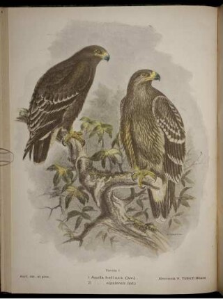1. Aquila heliaca. 2. Aquila nipalensis.