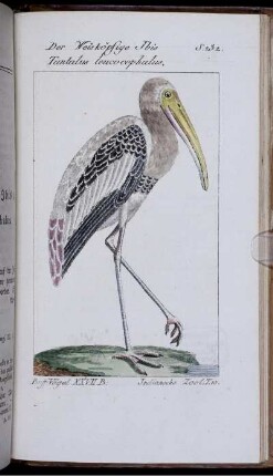 Der weisköpfige Ibis. Tantalus leucocephalus.