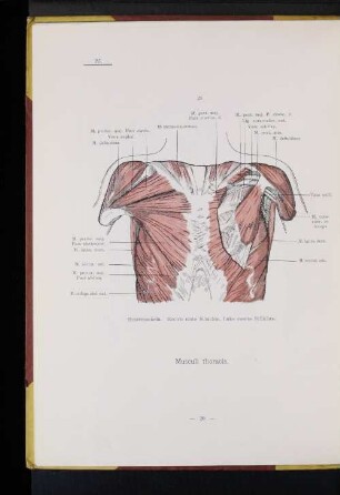 Musculi thoracis.