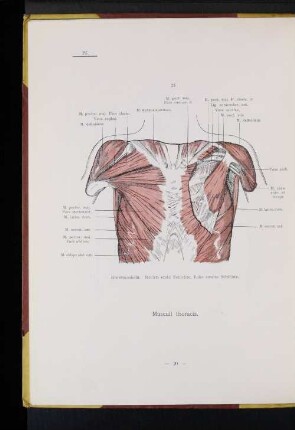 Musculi thoracis.