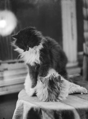 Zwei Katzen auf einem Tisch