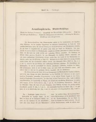 Abbildungsbeschreibung [Taf. 41 - 50]