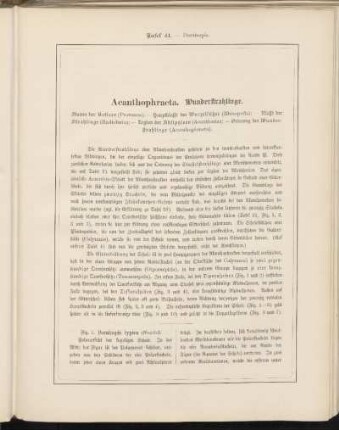 Abbildungsbeschreibung [Taf. 41 - 50]