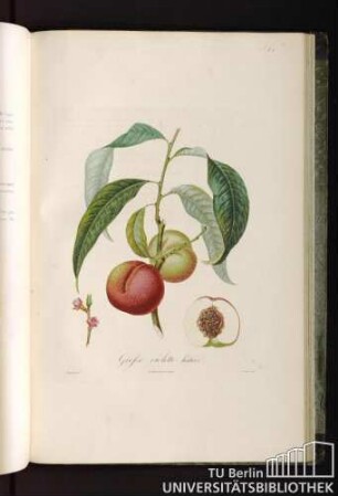 Pl. L. Grosse violette hàtive.