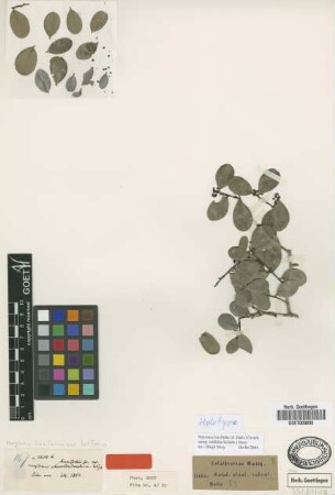 Maytenus buxifolia (A.Rich.) Griseb. var. Griseb. latifolia[holotype]