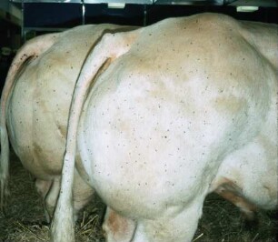Fotografie: Tierproduktionsverfahren, Bullenmast