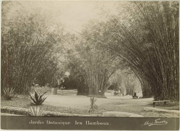 Jardin Botanique les Bambous