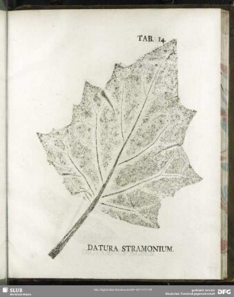 Tab. 14. Datura Stramonium. (Tollstechapfel)