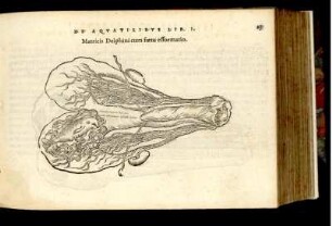 Matricis Delphini cum foetu efformatio