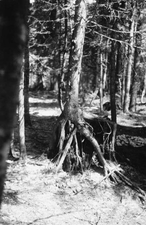 Stelzwurzeln : Stelzwurzeln einer Fichte, vermutlich bei Lohberg