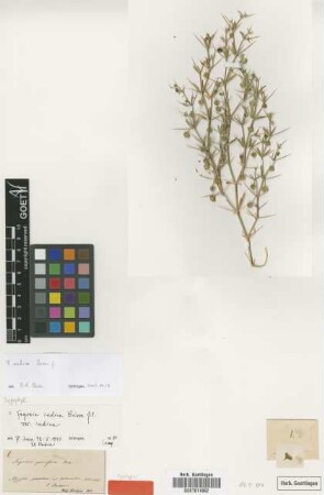 Fagonia parviflora Boiss. [syntype]