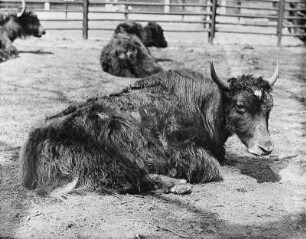 Yak, ruhend (Bos grunniens L.) : Breslau (Wroclaw/Polen). Zoologischer Garten. Yak, ruhend (Bos grunniens L.)