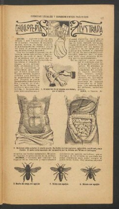 Enciclopedia ilustrada : Ciencias usuales y conocimientos practicos