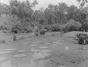 Buitenzorg (Bogor), Java/Indonesien. Botanischer Garten (1817; K. G. K. Reinwardt). Lotusteich mit Victoria regia u. a. Seerosengewächsen gegen Parkpartie mit Palmenbäumen