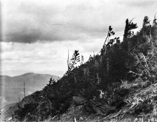 Krüppelig gewachsene Bäume : Krüppelig gewachsene Bäume nahe des Gipfels des Mount Wahburn.
