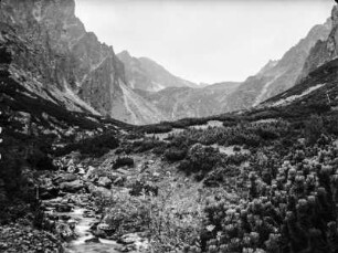 Bachlauf : Bachlauf durch das Kohlbachtal
