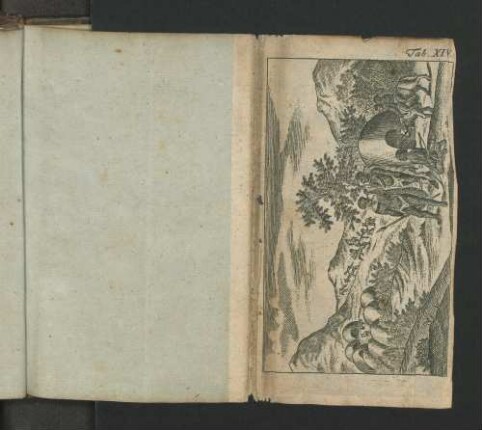 Tab. XIV.