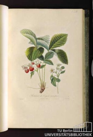 Pl. LIII. Fraisier de Virginie (Grandes fleurs).