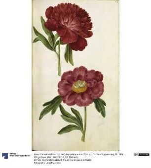 Horti Anckelmanniani, Tom. I [II nicht nachgewiesen], Bl. 169r - Pfingstrose