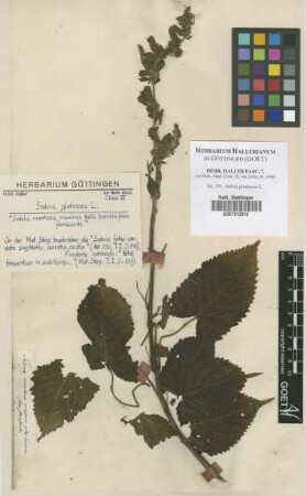Salvia glutinosa L.