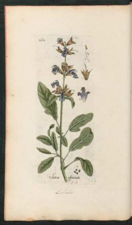 262. Salvia officinalis