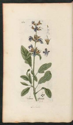 262. Salvia officinalis