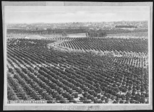 Orange Groves near Pomona, Cal.
