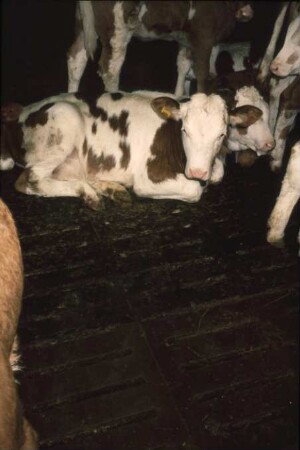 Fotografie: Spaltenboden, Rindermast, Kalb