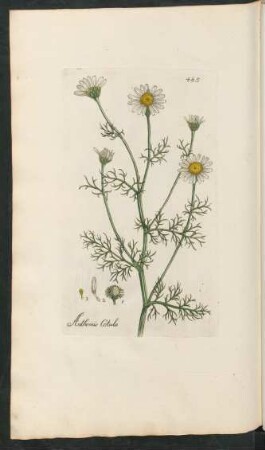 485. Anthemis Cotula